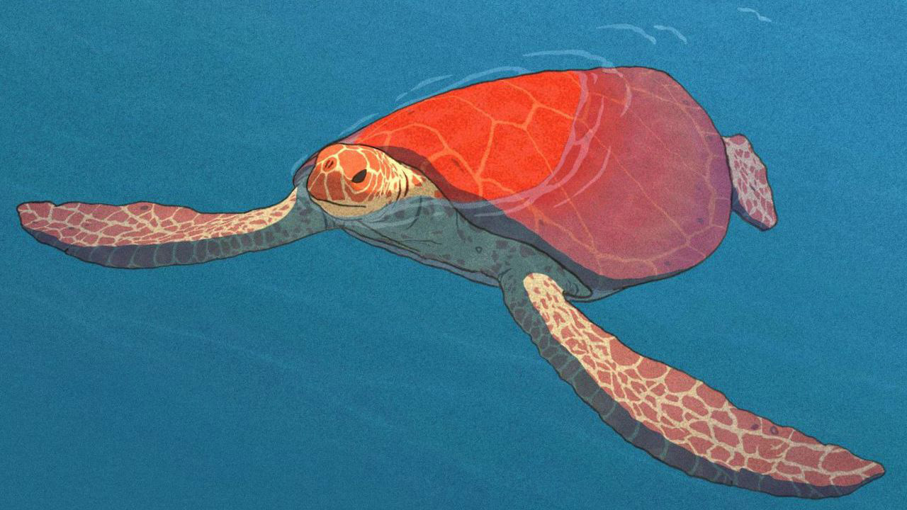 La Tortue Rouge